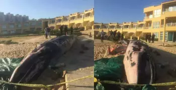 حوت ضخم على شاطئ الإسكندرية.. طوله 13 مترا ويزن 3 أطنان ونصف (فيديو)