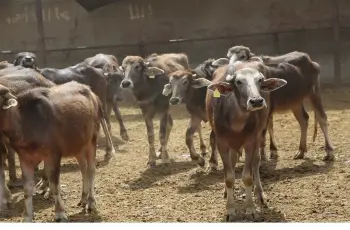 أضاحي العيد.. سعر كيلو العجول الجاموسي قائم اليوم 2026