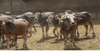 أضاحي العيد.. سعر كيلو العجول الجاموسي قائم اليوم 2026