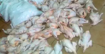 مباحث التموين تضبط 8 طن دواجن فاسدة في الفيوم