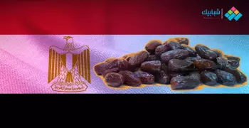 ثروة مصر من «البلح»