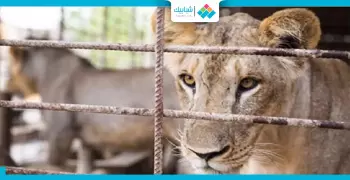 30 ألف درهم عقوبة تربية وبيع الحيوانات المفترسة بالإمارات