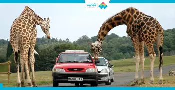 خروجات مطرقعة.. هتخلي الفلانتين «جنان»