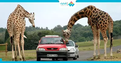 خروجات مطرقعة.. هتخلي الفلانتين «جنان»