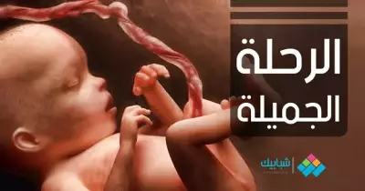 شاهد.. هكذا ينمو الجنين أسبوع بعد أسبوع (1-3)