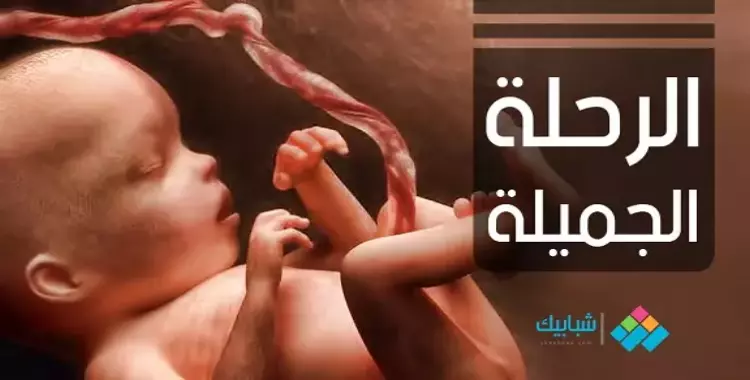  شاهد.. هكذا ينمو الجنين أسبوع بعد أسبوع (1-3) 