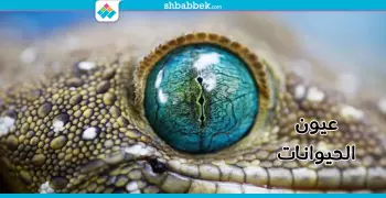 هذه أغرب عيون الكائنات الحية من الضفدع لفرس النهر (صور)