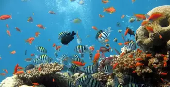 ظواهر وكائنات غريبة في المحيطات.. تعرف على 8 منها