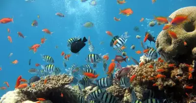 ظواهر وكائنات غريبة في المحيطات.. تعرف على 8 منها