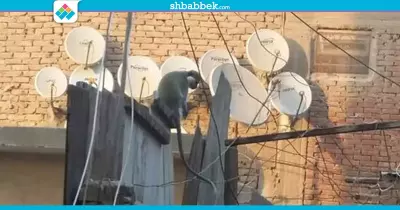 صور| هروب «نسانيس» بمنطقة المعادي.. والأهالي: بيحدفونا بالطوب