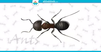 الرجيم واحدة منهم.. هل تعلم فوائد قرصة النملة؟
