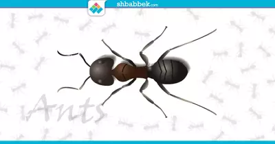 الرجيم واحدة منهم.. هل تعلم فوائد قرصة النملة؟