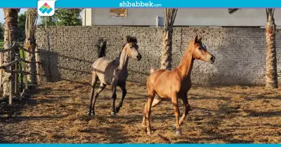 إنشاء أول نادي للفروسية بجامعة المنصورة (صور)