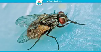 ماذا يحدث حين تقف ذبابة على طعامك؟