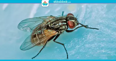 ماذا يحدث حين تقف ذبابة على طعامك؟