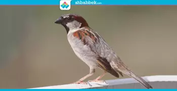 نفسك تصحى على عصافير بتزقزق؟.. يبقى تعمل كده