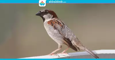 نفسك تصحى على عصافير بتزقزق؟.. يبقى تعمل كده