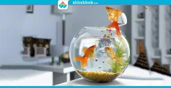 لو هتربي أسماك زينة.. شوف كتالوج التعامل معاها