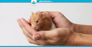 هتجيب «هامستر»؟.. طب اعرف هو ايه الأول