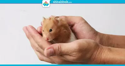هتجيب «هامستر»؟.. طب اعرف هو ايه الأول
