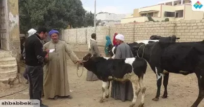 بالصور.. جامعة المنيا تعالج 65 «بهيمة» في قافلة بيطرية بقرية «شبيكة»