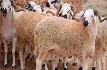 أضاحي العيد.. سعر كيلو الخرفان قائم اليوم 2026