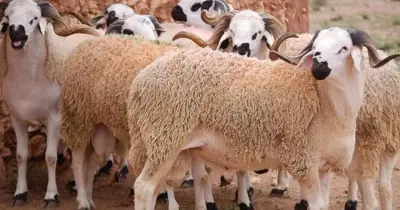 أضاحي العيد.. سعر كيلو الخرفان قائم اليوم 2026