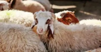 هل يجوز للمرأة ذبح أضحية العيد؟.. دار الإفتاء تجيب وتحدد الشروط