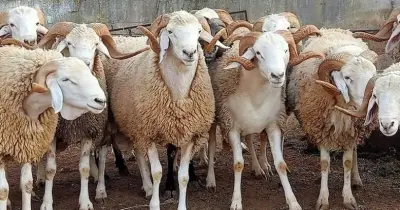 سعر صك الأضحية بنك الطعام المصري 2025.. قسط على 6 أشهر بدون فوائد
