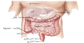 يتحقق الاتزان الداخلي عندما يمتص الماء من الطعام غير المهضوم في...أكمل