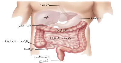 يتحقق الاتزان الداخلي عندما يمتص الماء من الطعام غير المهضوم في...أكمل