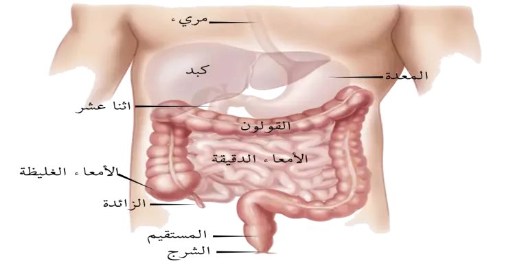  الأمعاء الدقيقة 