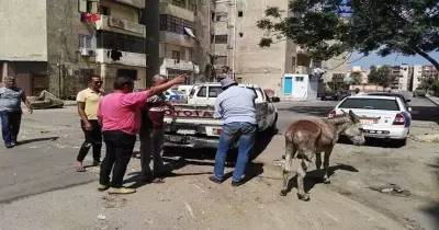الحيّ يتحفظ على حمار مربوط في عمود إنارة ببورسعيد