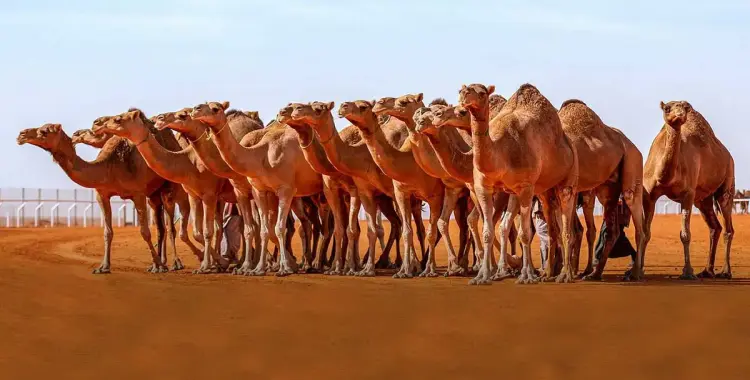  نتائج مسابقات مهرجان الملك عبدالعزيز للإبل 2025 2026 