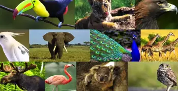 السمة التي تميز الفقاريات تتمثل بوجود 3 أشياء رئيسية.. ما هي؟