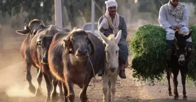 جامعة المنيا تعالج 118 بهيمة (صور)