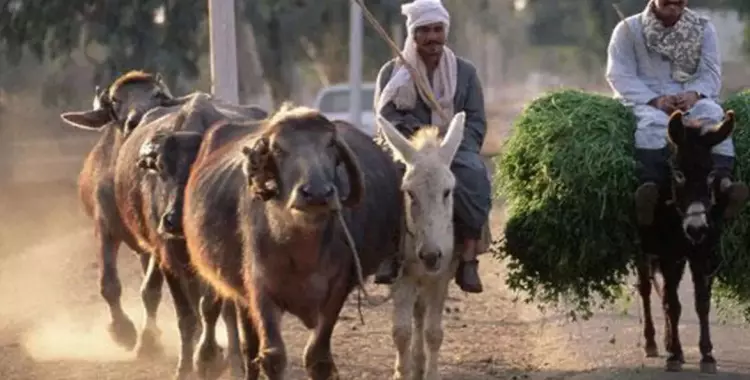  جامعة المنيا تعالج 118 بهيمة (صور) 