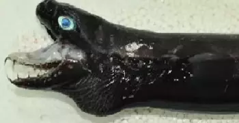 صورة سمكة القرش الأسود تثير  الذعر بعد ظهوره بشكل مفاجئ