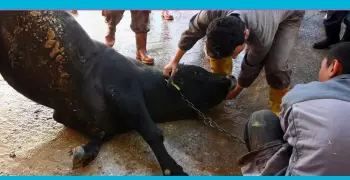 البرلمان يطالب بتطبيق عقوبات على ذبح الأضاحي في الشوارع
