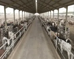 أسعار صكوك الأضاحي بنك الطعام المصري 2026