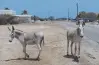 تخطت 40 ألف جنيه.. قفزة جنونية في أسعار الحمير