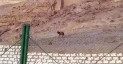 ظهور أسد يتجول بإحدى قرى محافظة أسيوط