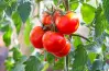 tomatoes are native to mexico and central america.. صواب أم خطأ؟