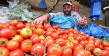سعر الطماطم اليوم 25 مارس 2026.. وزارة الزراعة تكشف موعد الانخفاض وقيمة التراجع