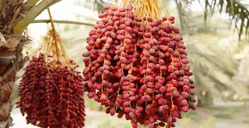 «فاو»: مصر الأولى عالميا في إنتاج «البلح»