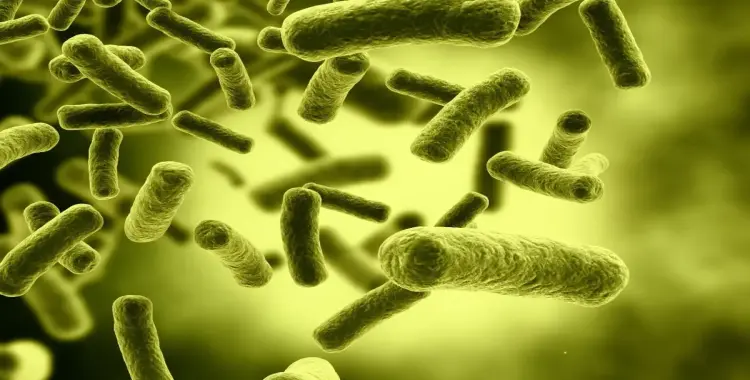  البدائيات في متطلبات التغذية بعضها ذاتي التغذي ومعظمها غير ذاتي التغذي. صواب خطأ 