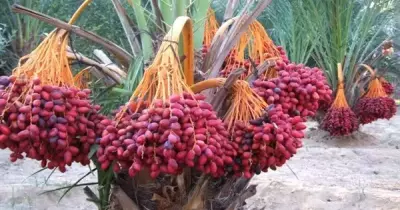 فتح سوق جديدة للبلح المصري في الصين