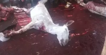 مفتش الطب البيطري بالجيزة: «كلنا أكلنا لحم حمير»