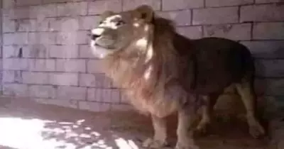 ظهور «أسد» في شوارع أسيوط.. المحافظة ترد في بيان رسمي