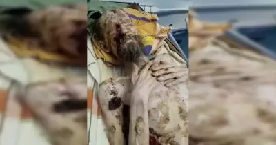 «شرب من بوله ليبقى حيا».. حكاية ألكسندر الذي خطفه دب روسي لمدة شهر
